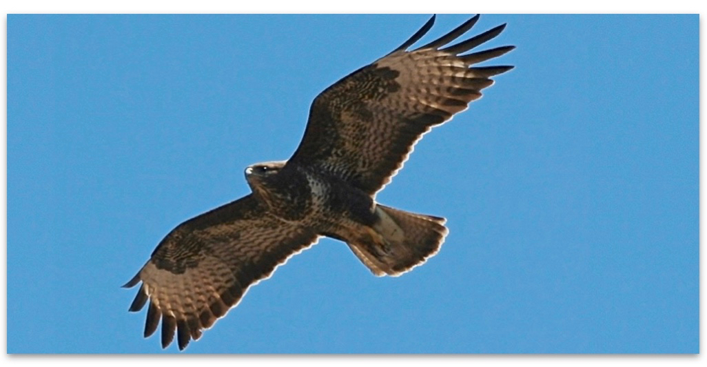 eagle-photo-with-more-sky_shadow